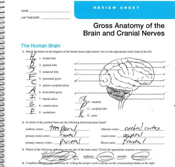 BSC 2085C Gross Anatomy Of The Brain And Cranial Nerves Answers